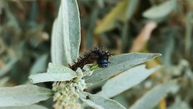 posible Nymphalis antiopa Linnaeus, 1758 (Lepidoptera: Nymphalidae) смотреть онлайн