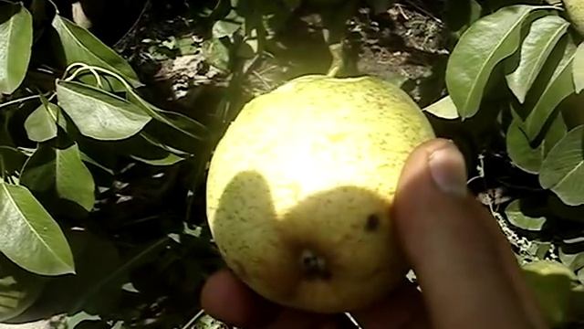 Сорт груши Ноябрьская 21 09 2015 смотреть онлайн