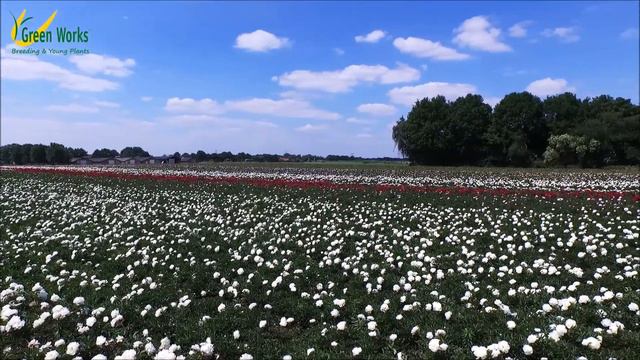 A Million Blooming Peonies