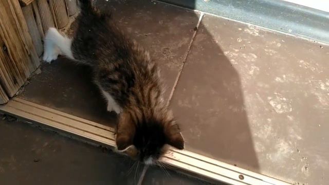Мои котята делают первые шаги смотреть онлайн
