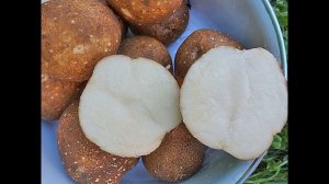 Сорт картофеля Киви:  характеристика и советы по выращиванию