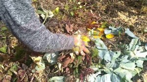 КОМПОСТНАЯ КУЧА.Что МОЖНО кидать в КОМПОСТ а что НЕЛЬЗЯ.