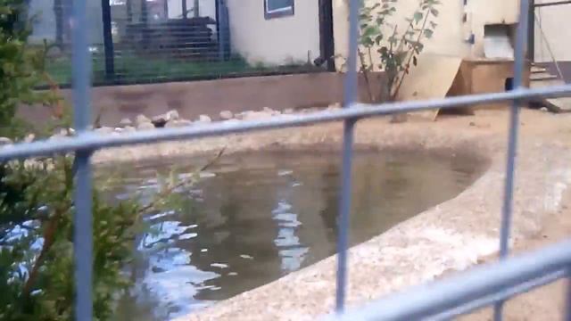 Выдра хочет поймать рыбу смотреть онлайн