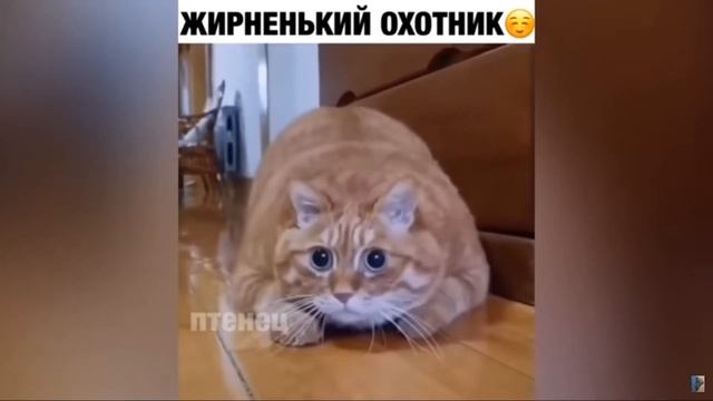Чисто я когда пришёл домой смотреть онлайн