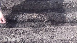 Морковь  Подготовка грядки и посев