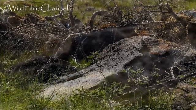 Armiño cazando ratones (Mustela erminea) Stoat huntig mice смотреть онлайн