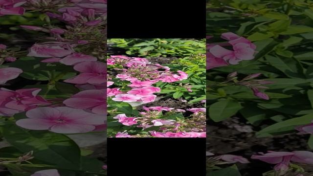 video_20220730_094738.mp4