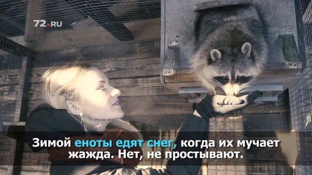 Тюменский енот Ракета на обеде смотреть онлайн
