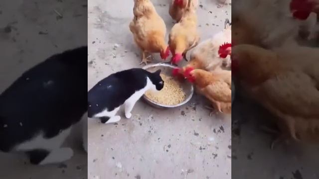 Изъятие зерна у крестьян, 1913 год смотреть онлайн