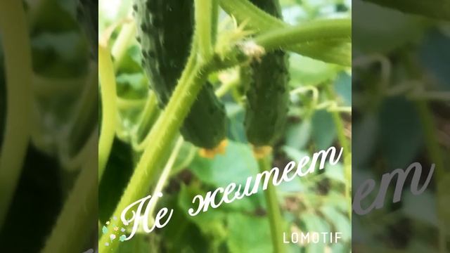 Огурец «Апрельский» F1  Характеристика и особенности☘️???Мой любимый салатный огурец!?