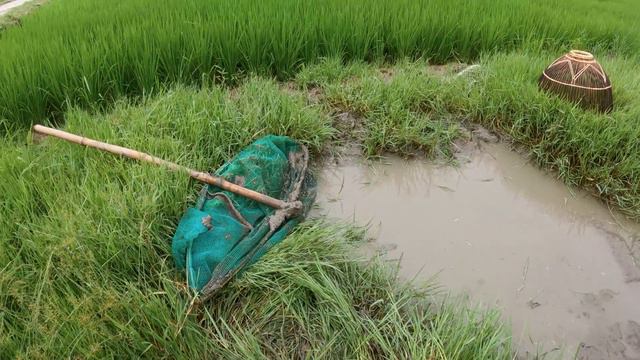 Hà Sam Đi Bắt Cá Ngoài Đồng - Ai Bắt Được Nhiều Cá Nhất ? Catch Fish With Hand смотреть онлайн