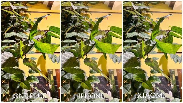 OnePlus 11 vs iPhone 14 vs Xiaomi 13 Pro Night Mode Camera Test смотреть онлайн