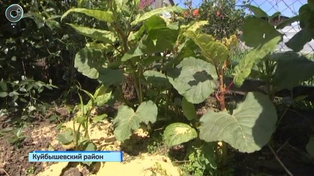 Житель Куйбышева Виктор Сартаков выращивает бамбук у себя на участке смотреть онлайн