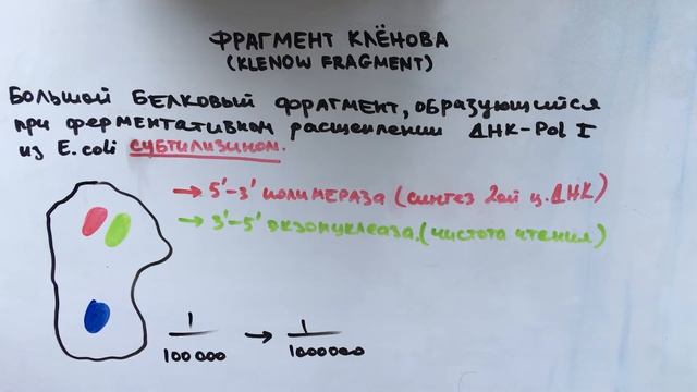 ФРАГМЕНТ КЛЕНОВА / KLENOW FRAGMENT