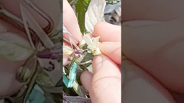 (Lee Hamm's Bailey's Jalapeno x Knight's Blood) x Poblano смотреть онлайн