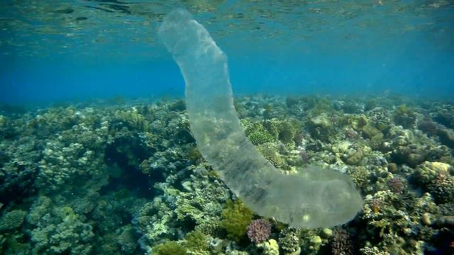 Рyrosome (colony Of Microorganisms), Пиросома (колония микроорганизмов)