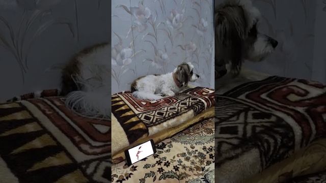 Собачий вальс смотреть онлайн