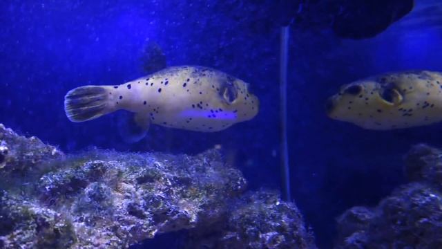 Oceanarium – shark, skate, piranha, moray and more. Океанариум – акулы, пираньи, мурены SanSanychTV смотреть онлайн