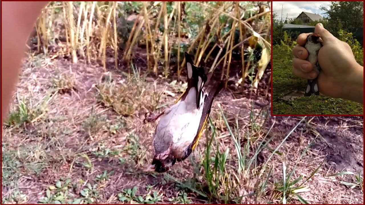 Ловля певчих птиц 2020. Первый щегол нового сезона.