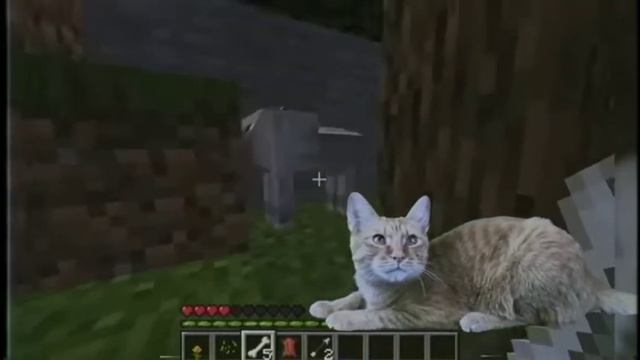 Симбочка и Майнкрафт😺 смотреть онлайн