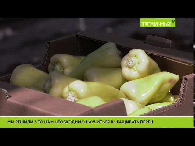 Главный агроном "Тепличного" об ассортименте, ценах и безопасности продукции смотреть онлайн
