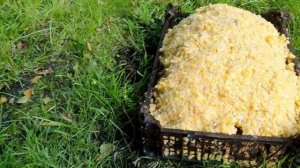 Разведение зеркального карпа, кормление карпа кукурузой.