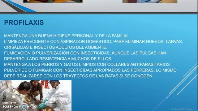 Tunga Y Pulex Irritans Gris