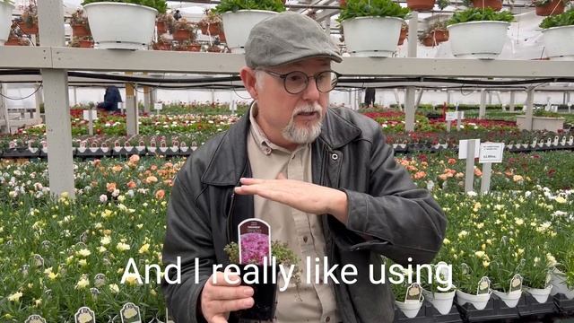 Red Creeping Thyme And Ground Cover Thyme Varieties ? - Ask An Expert W/@growercoach