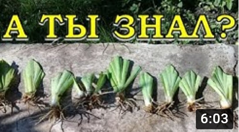 Пересадка ИРИСОВ пошагово???