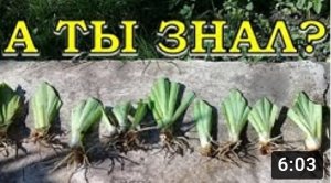 Пересадка ИРИСОВ пошагово???