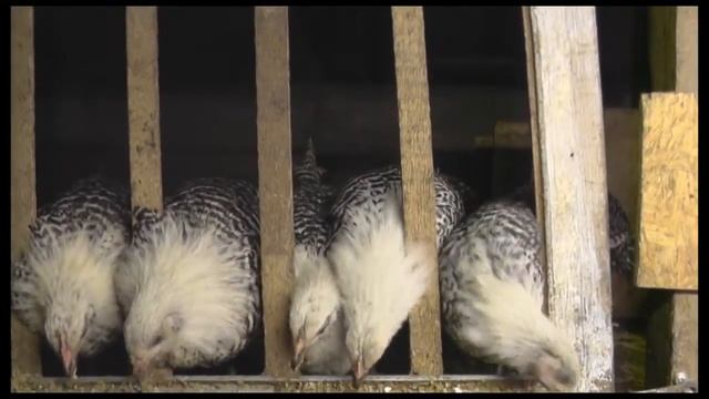 Цыплята породы Брекель серебристый смотреть онлайн