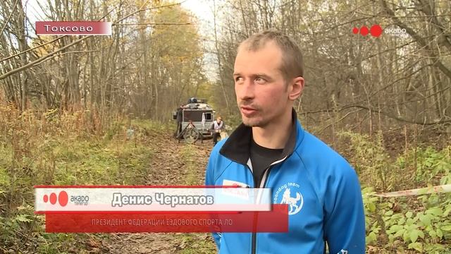 Финал кубка ЛО по заезду на собачьих упряжках в Токсово смотреть онлайн