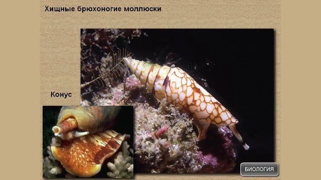 Многообразие брюхоногих моллюсков смотреть онлайн