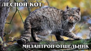 ЕВРОПЕЙСКИЙ ЛЕСНОЙ КОТ: Родственник горной китайской кошки | Интересные факты про кошек и животных