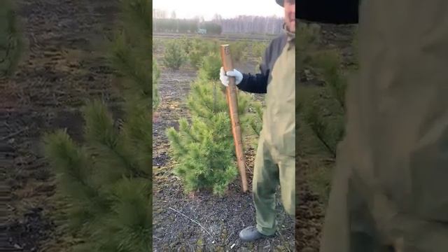 Кедр сибирский оптом и в розницу(Pinus sibirica). 89398888863 смотреть онлайн