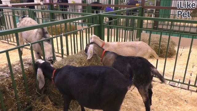 Англо-нубийская коза. Особенности породы, уход смотреть онлайн