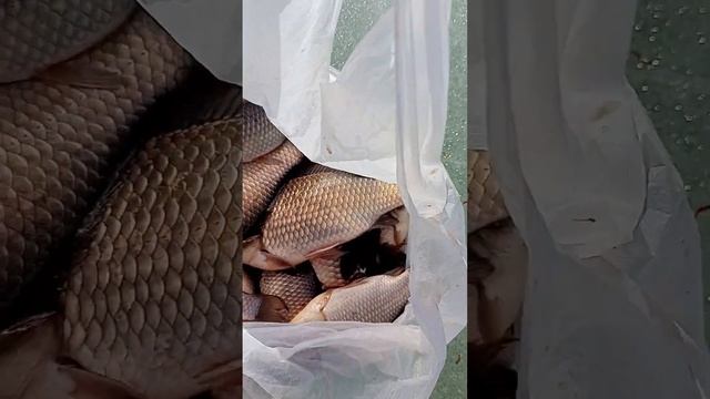 рыбалка в Тюмени Тарманы смотреть онлайн
