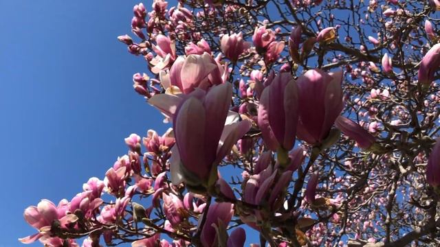 Magnolia Rapsody - Original Piano Music | Magnolia Blossom | Cheerful, Uplifting Vibes | смотреть онлайн