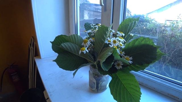 Букет ромашек на окне смотреть онлайн