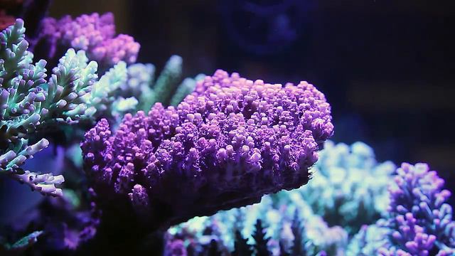Red Tabling Acropora and Aqua Delight смотреть онлайн