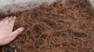 Как правильно заложить, маточный корень малины на проращивание!