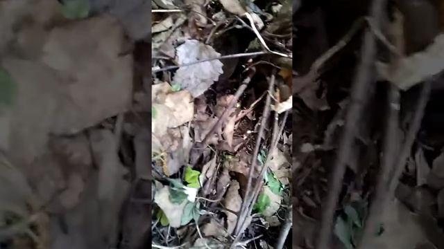 Мышка полевка # ручная# в лесу мышка # смотреть онлайн