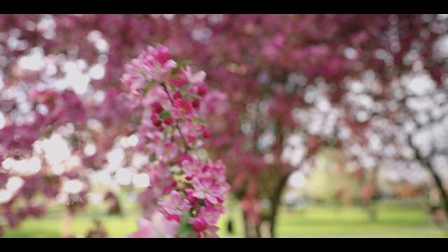 Spring | Amarante - Dancing In The Dying Light | Mother's Day смотреть онлайн