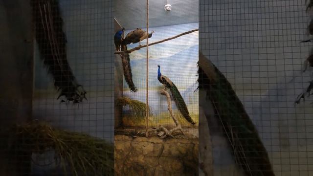 павлины раскричались. #птица #павлин смотреть онлайн