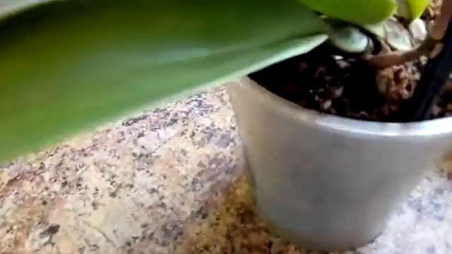 Психопис opc.papilio домашнее цветение смотреть онлайн