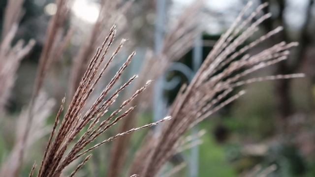 Ely Wintry Photo Walk (Fujifilm X-T3) смотреть онлайн
