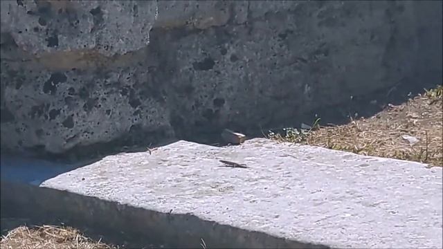 Paestum Italy : Where nature, ancient history and art come together смотреть онлайн