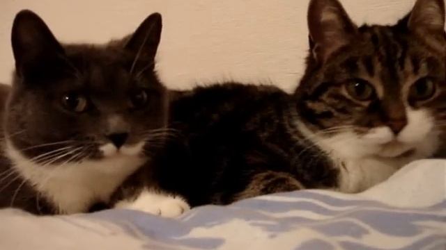 The Two Talking Cats