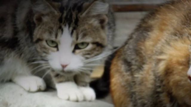 в мире животных.mpg смотреть онлайн