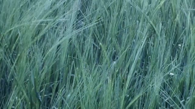 14 Июня посевы ячменя смотреть онлайн